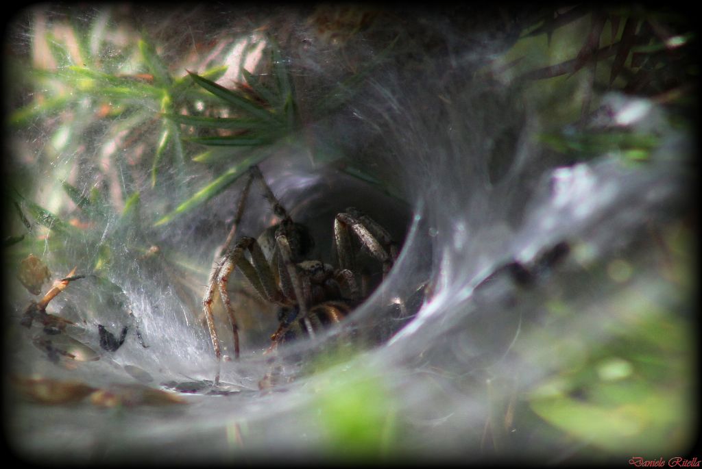 Agelena labyrinthica femmina - Civitella Alfedena (AQ)